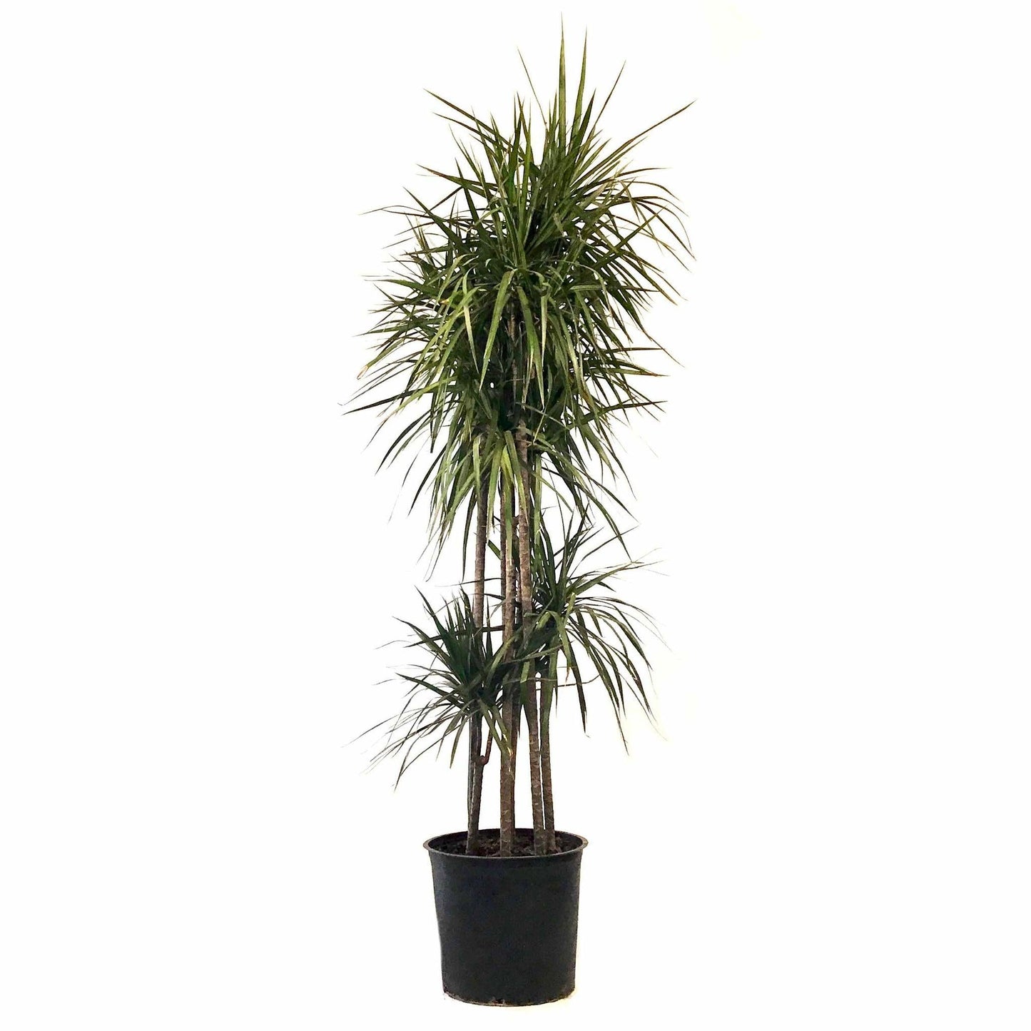 Dracaena Marginata Cutback Staggered - View 7 from www redcrocus com