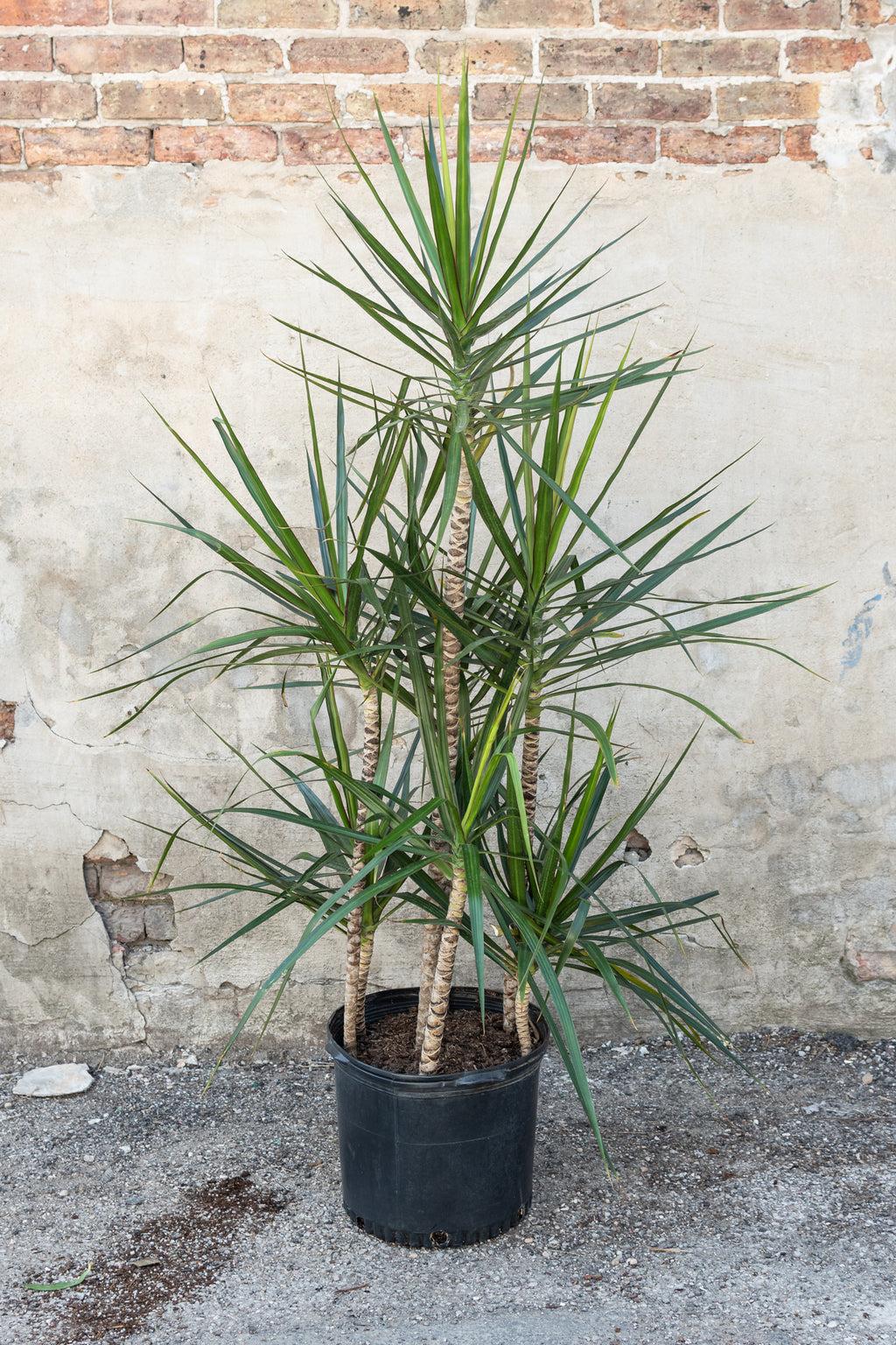 Dracaena Marginata Cutback Staggered - View 8 from www redcrocus com