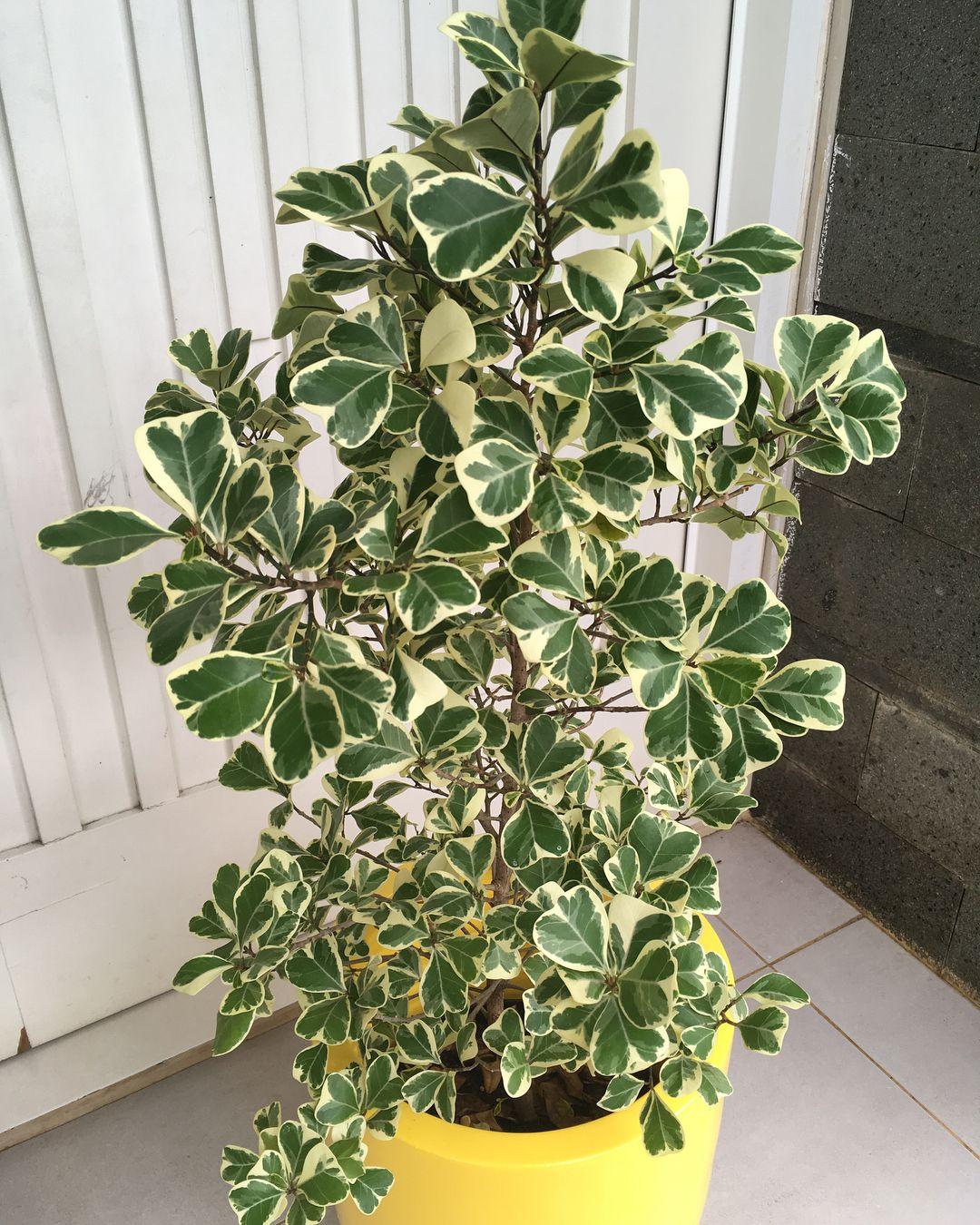 Ficus Triangularis - View 11 from www redcrocus com