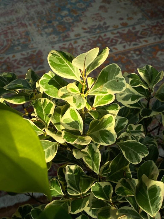 Ficus Triangularis - View 12 from www redcrocus com
