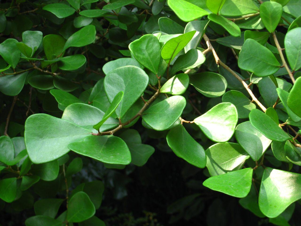 Ficus Triangularis - View 16 from www redcrocus com