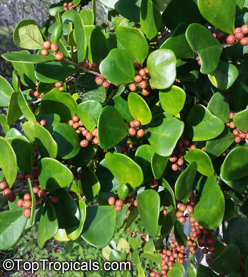 Ficus Triangularis - View 17 from www redcrocus com