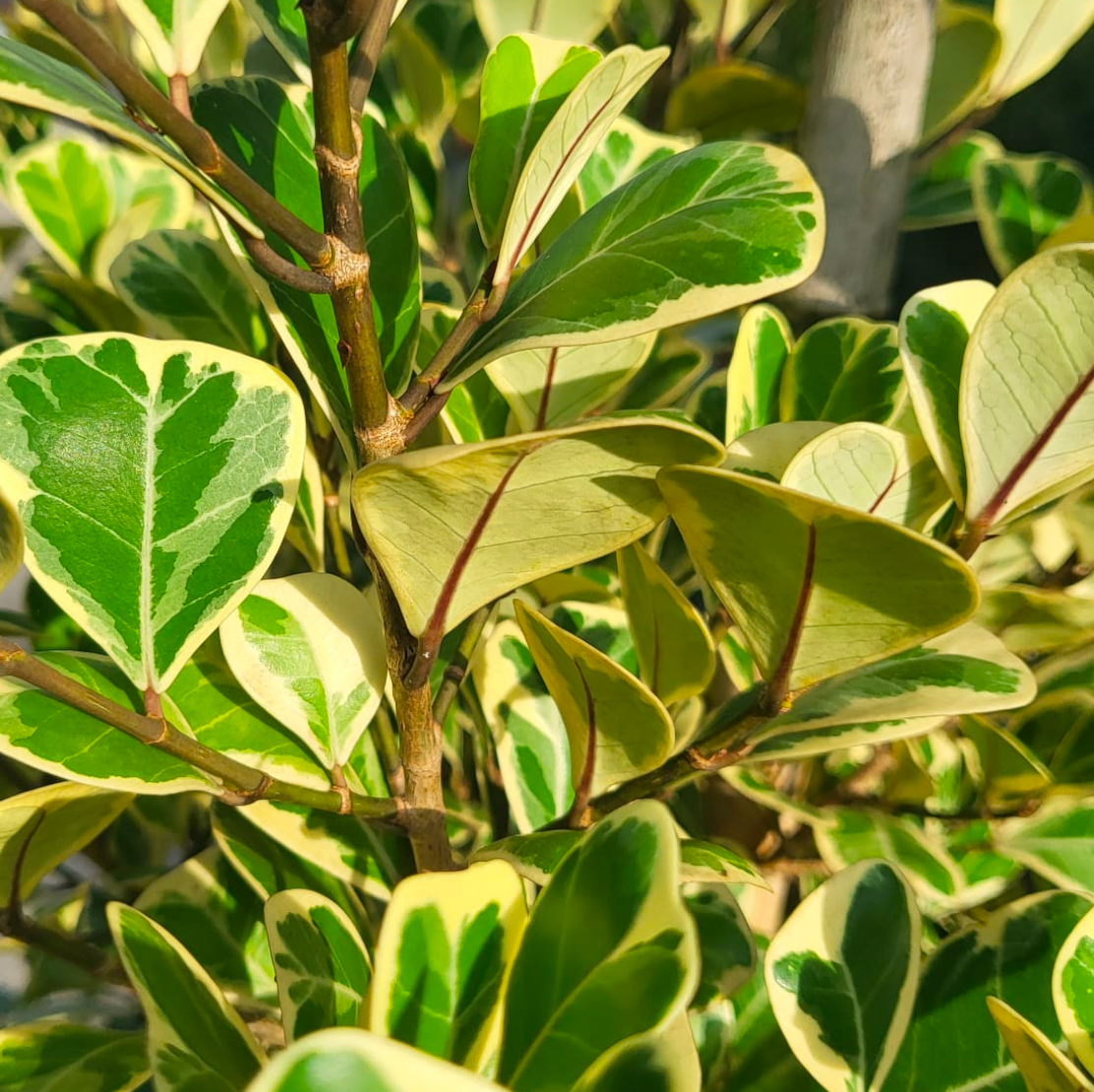 Ficus Triangularis - View 19 from www redcrocus com