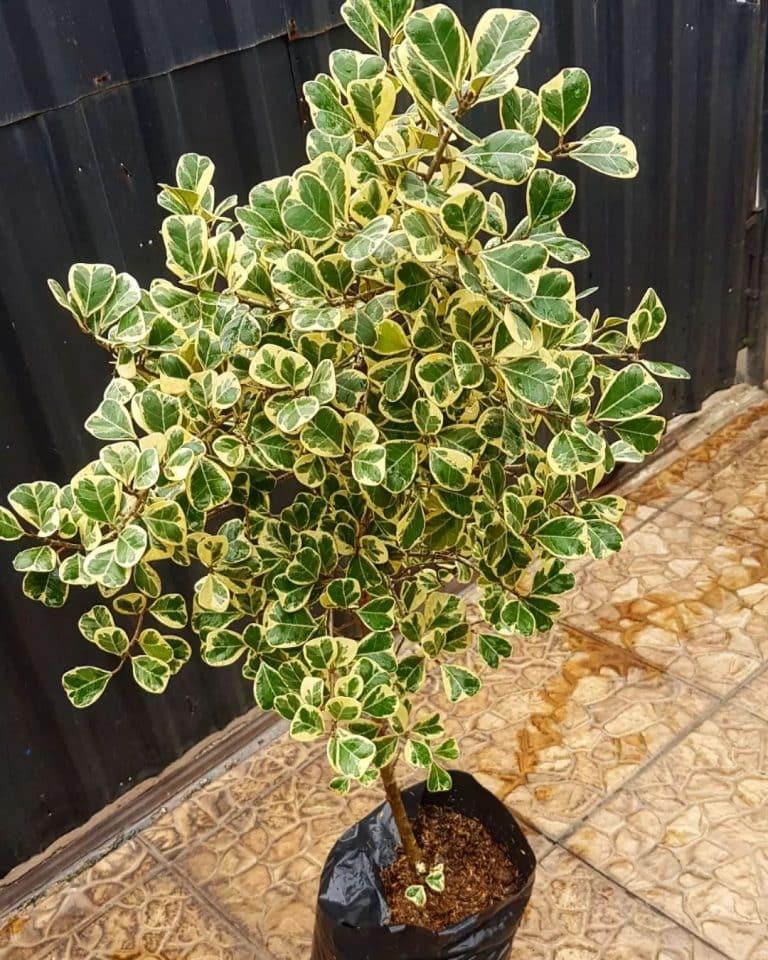 Ficus Triangularis - View 1 from www redcrocus com