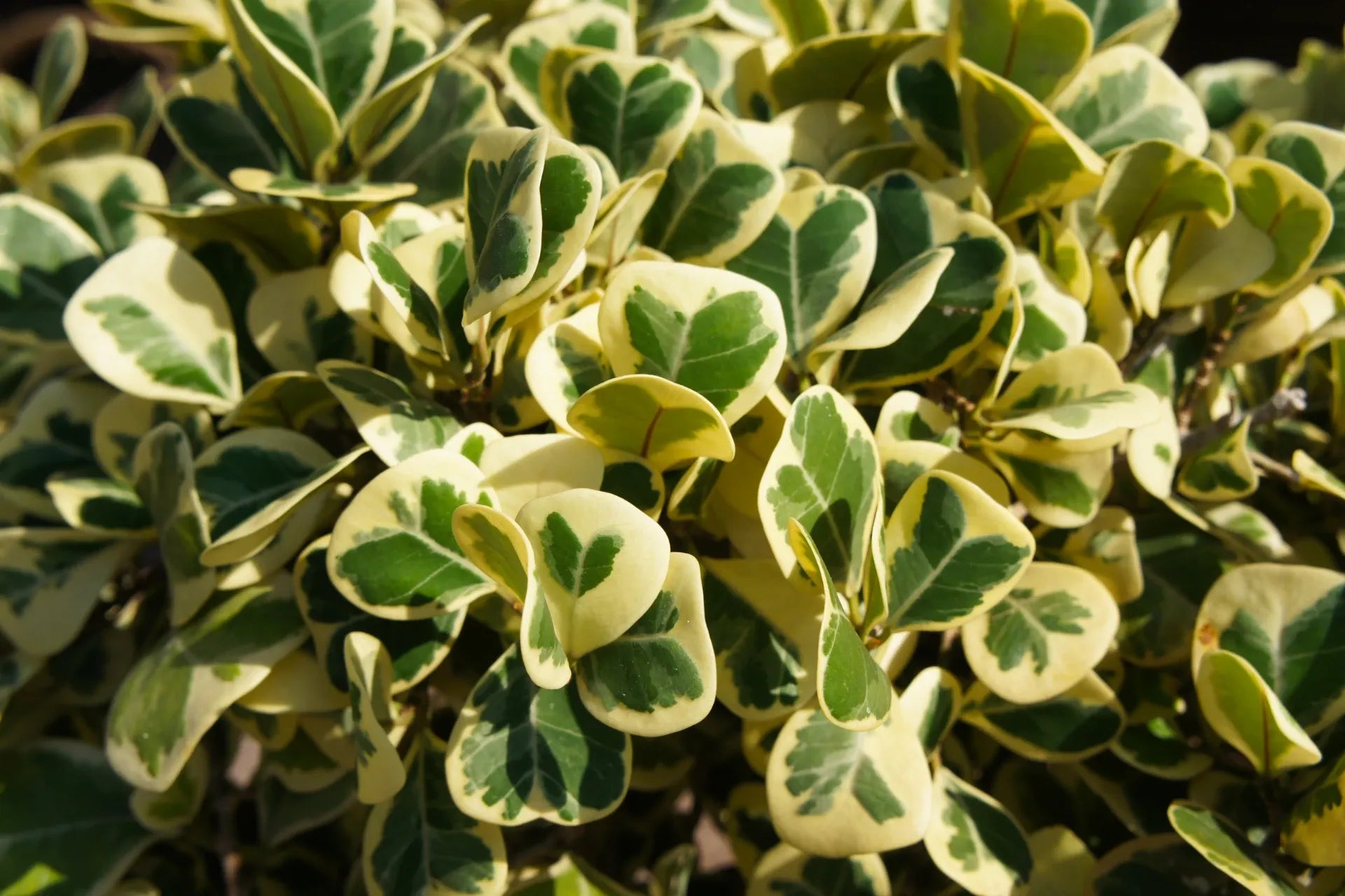 Ficus Triangularis - View 2 from www redcrocus com