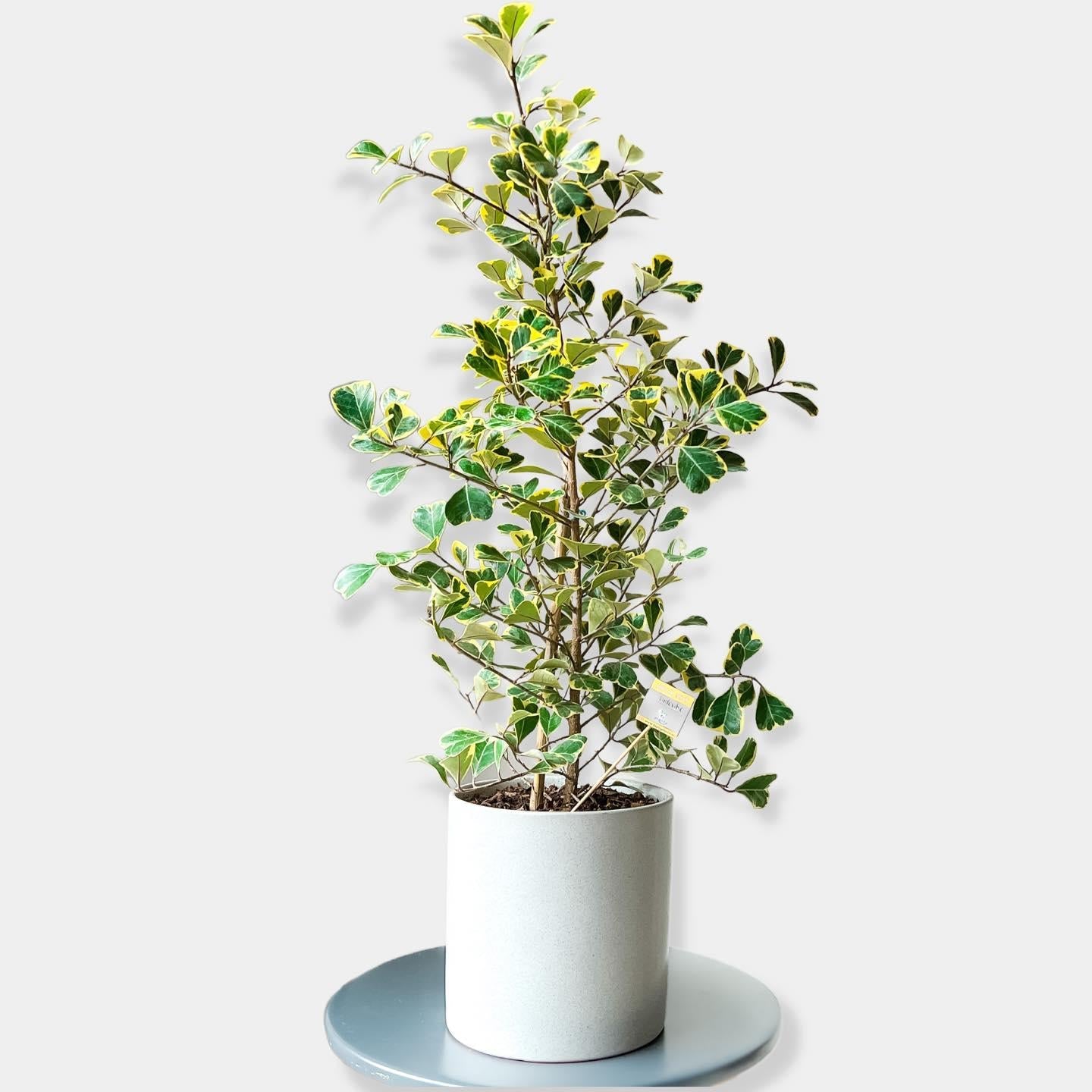 Ficus Triangularis - View 2 from www redcrocus com