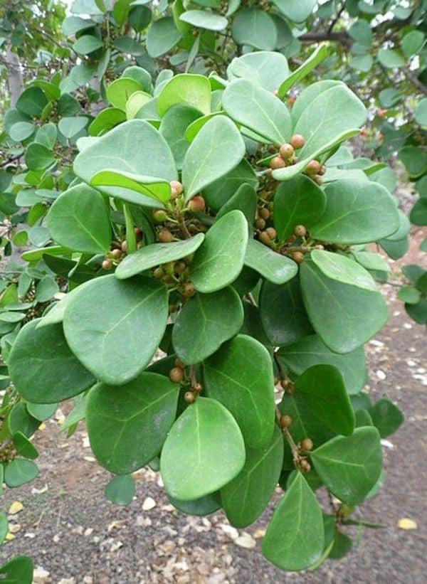 Ficus Triangularis - View 3 from www redcrocus com