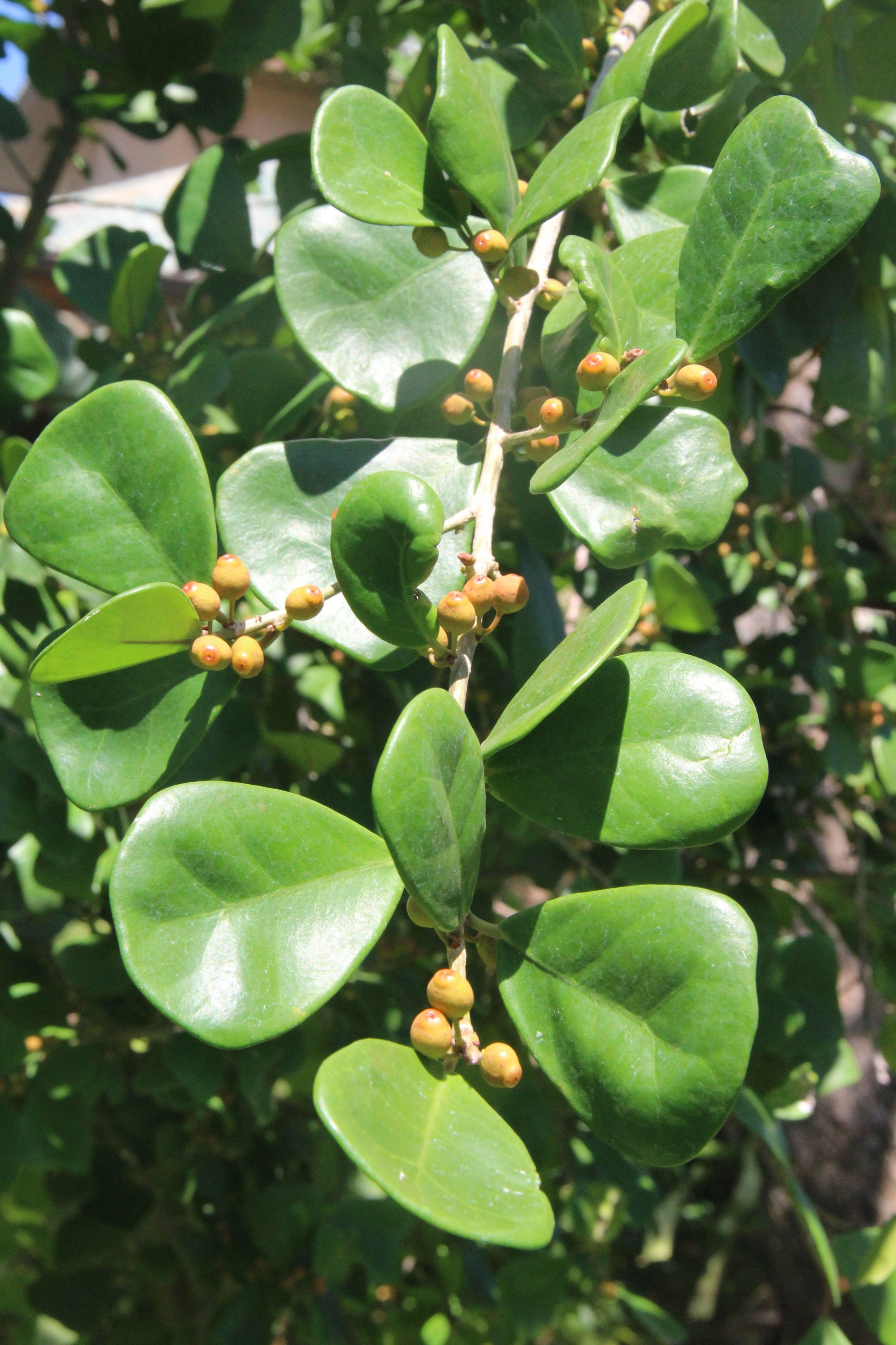 Ficus Triangularis - View 4 from www redcrocus com