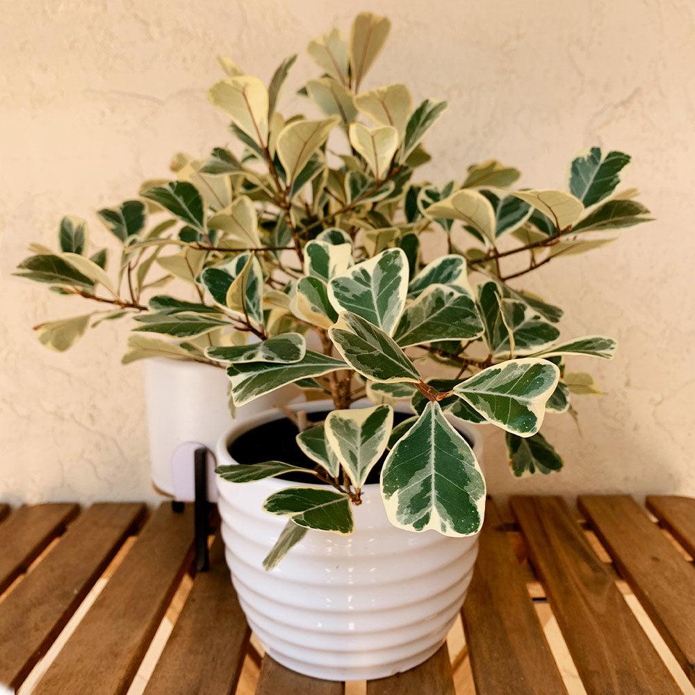 Ficus Triangularis - View 5 from www redcrocus com