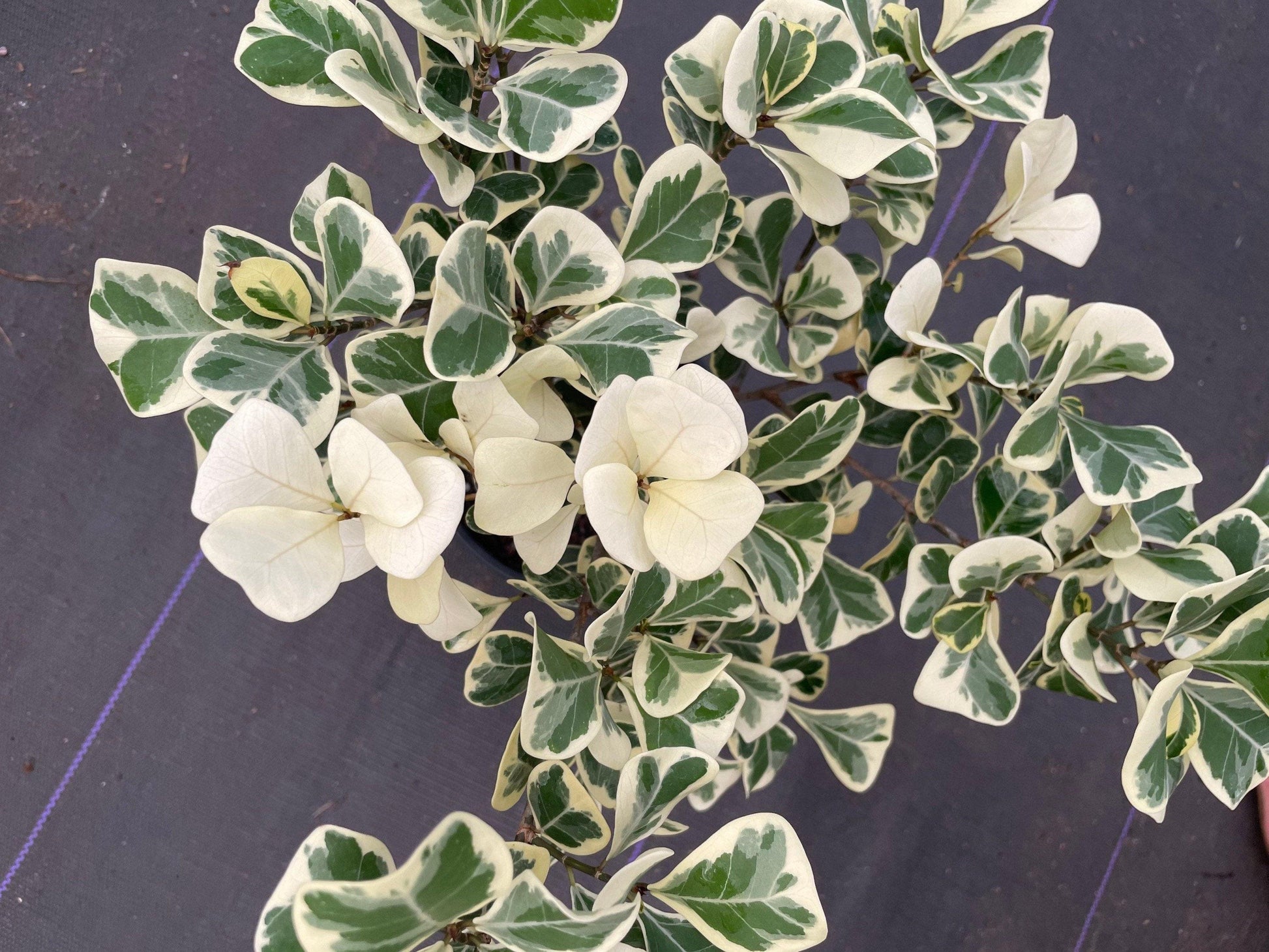 Ficus Triangularis - View 7 from www redcrocus com