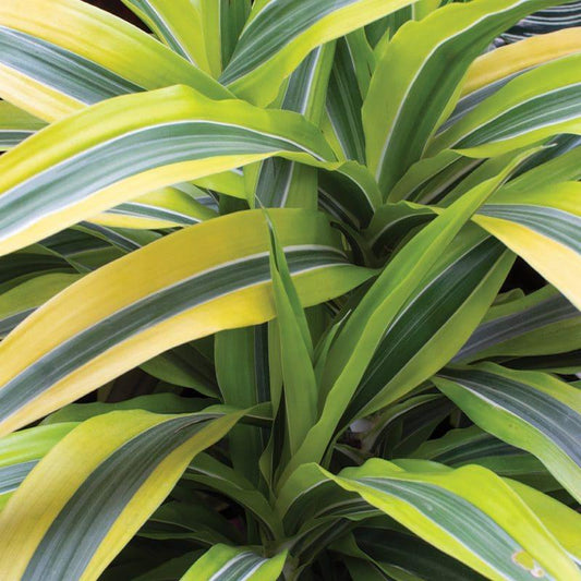 Dracaena Deremensis Lemon Lime Cane - View 1 from www redcrocus com