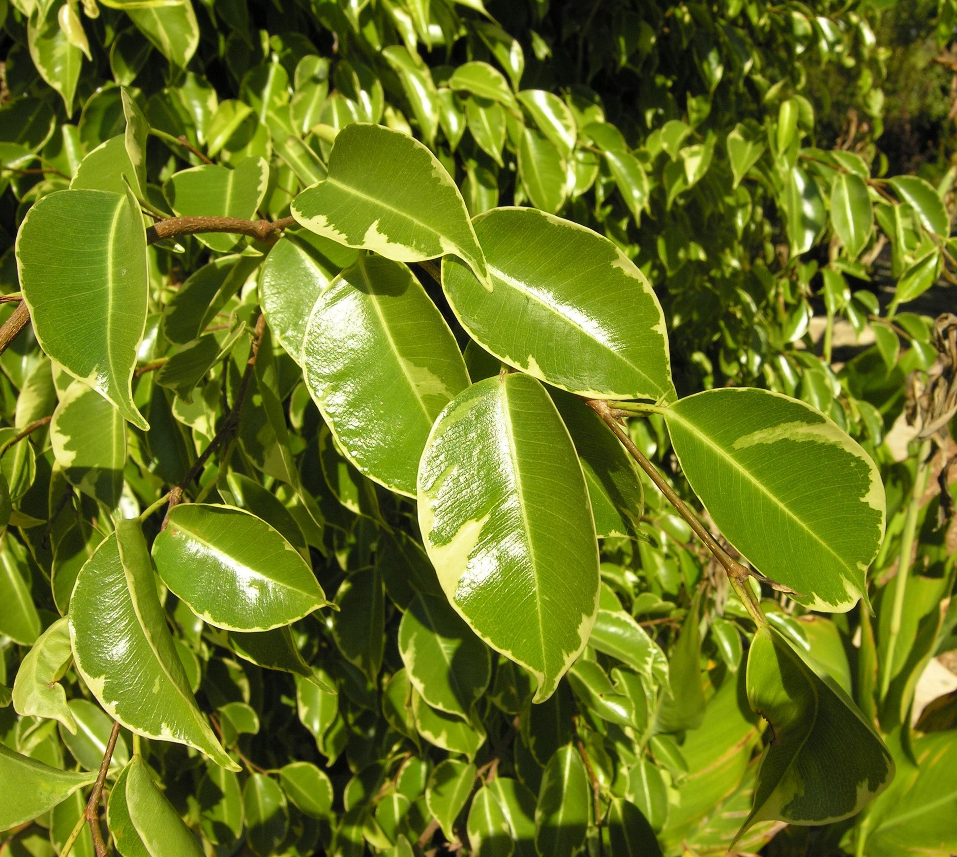 Ficus Benjamina - View 10 from www redcrocus com