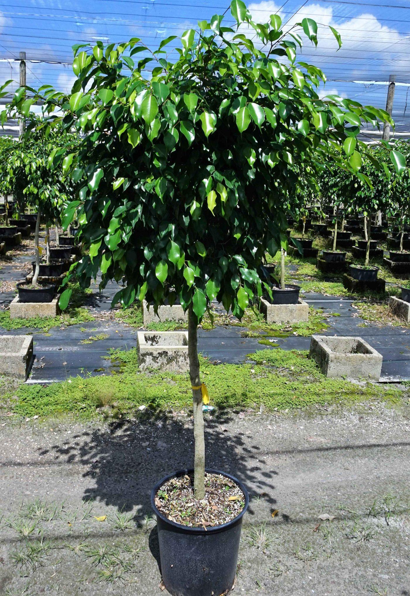 Ficus Benjamina - View 11 from www redcrocus com