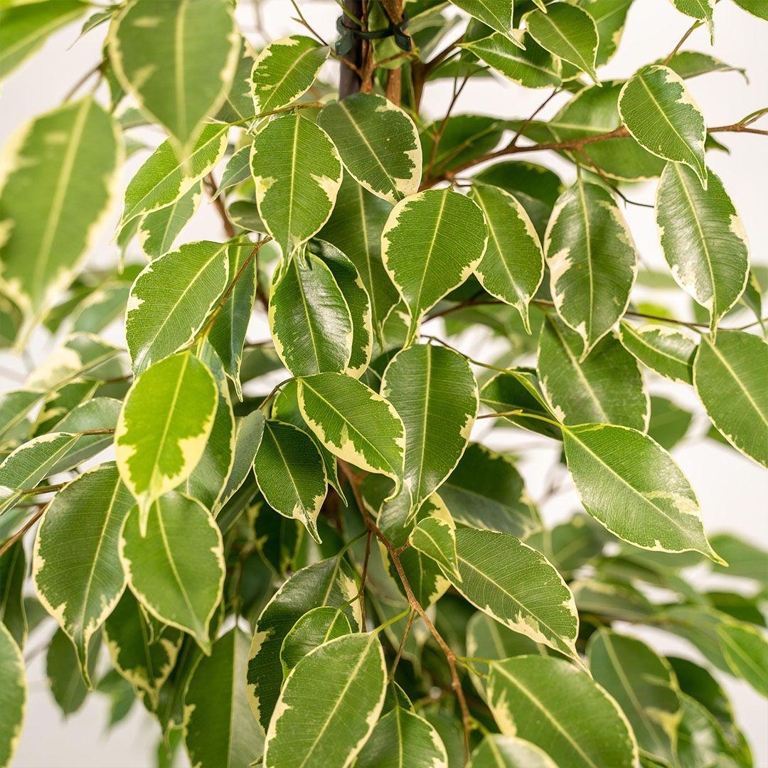 Ficus Benjamina - View 12 from www redcrocus com