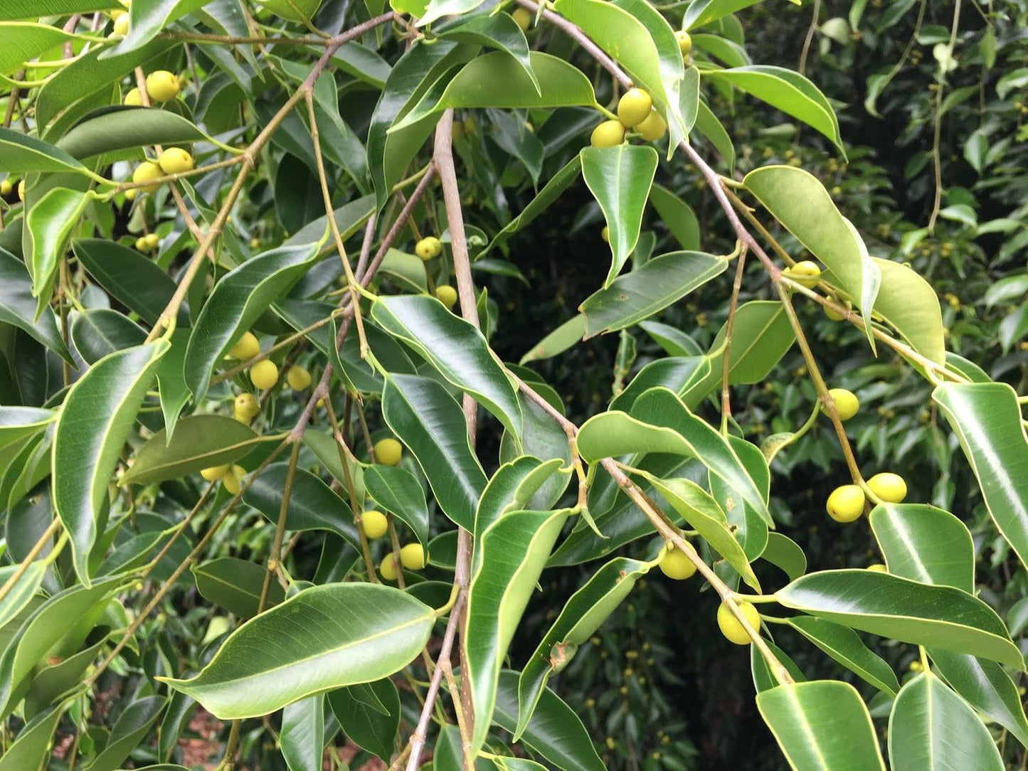 Ficus Benjamina - View 13 from www redcrocus com
