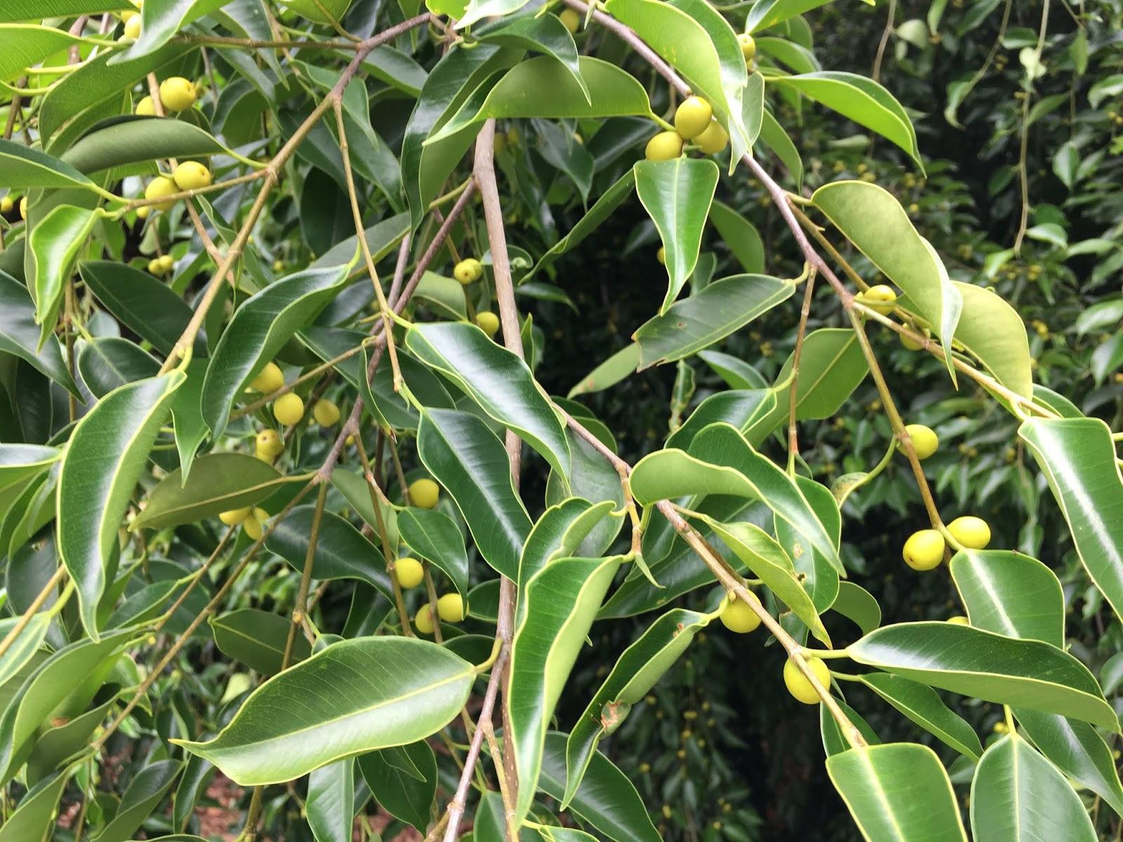 Ficus Benjamina - View 13 from www redcrocus com