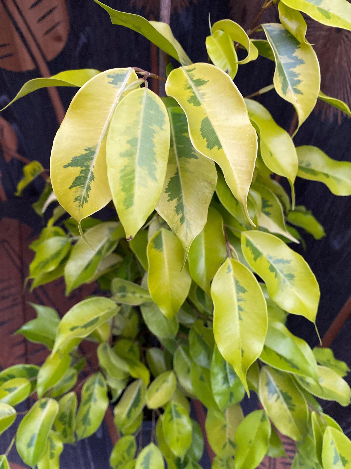 Ficus Benjamina - View 14 from www redcrocus com