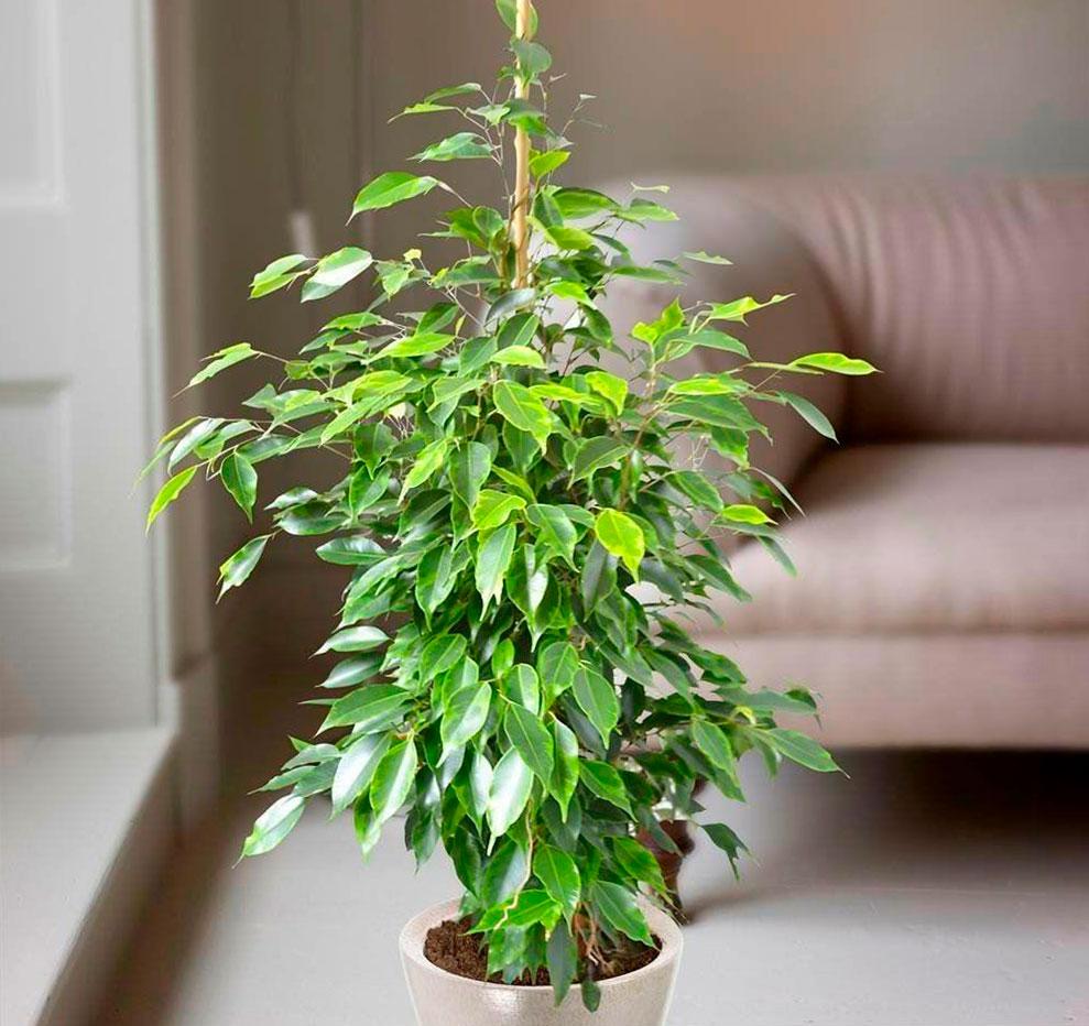 Ficus Benjamina - View 15 from www redcrocus com