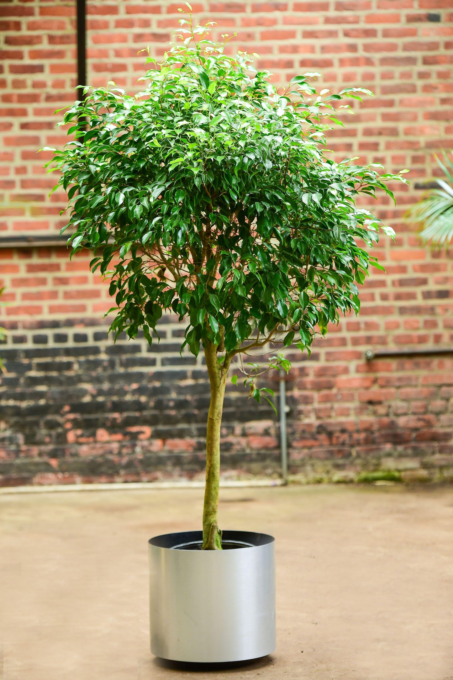 Ficus Benjamina - View 16 from www redcrocus com