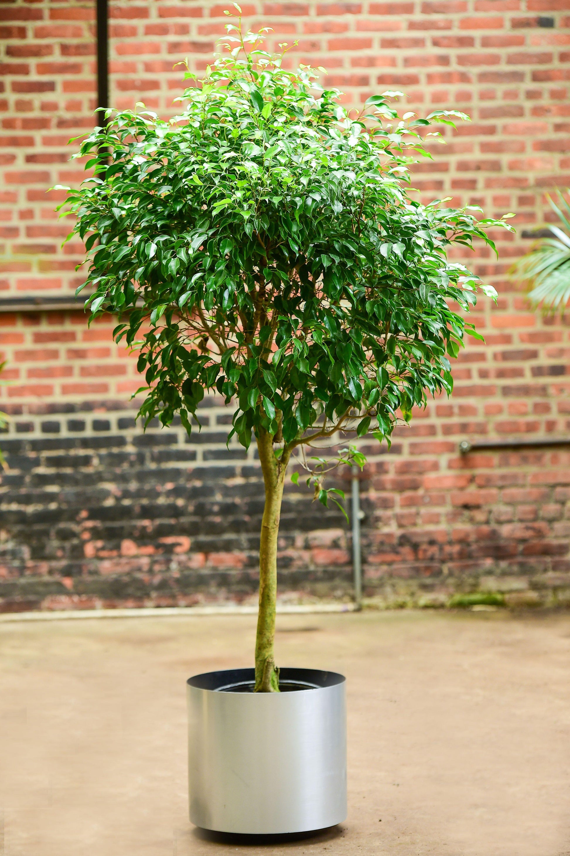 Ficus Benjamina - View 16 from www redcrocus com