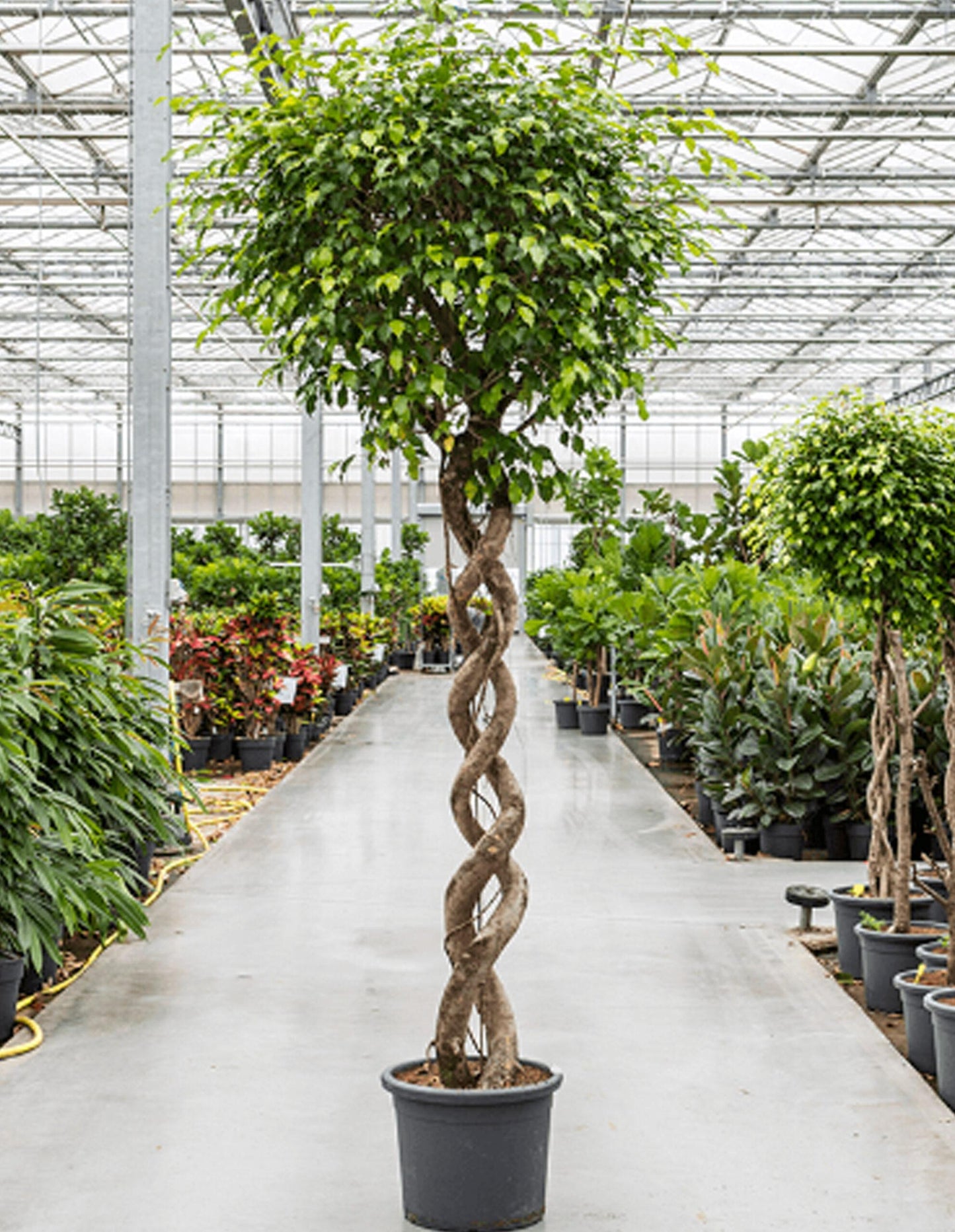 Ficus Benjamina - View 18 from www redcrocus com