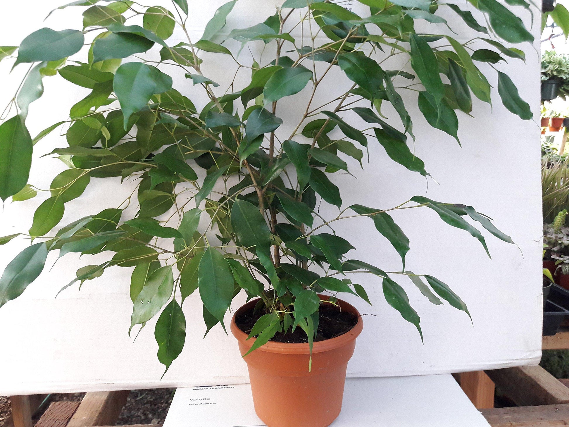 Ficus Benjamina - View 19 from www redcrocus com