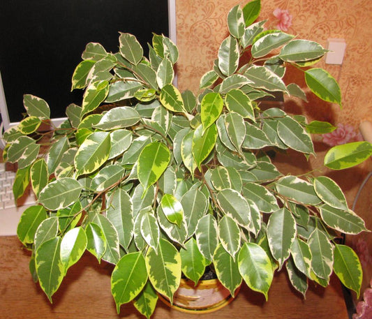 Ficus Benjamina - View 1 from www redcrocus com