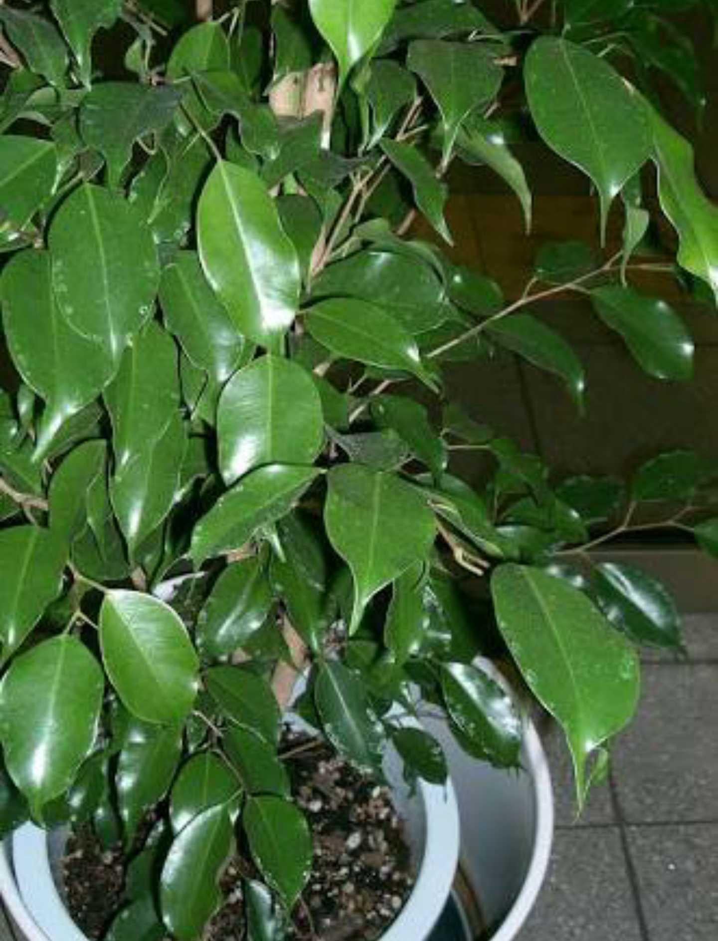 Ficus Benjamina - View 20 from www redcrocus com