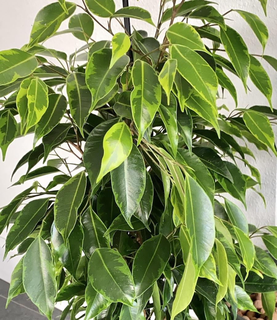 Ficus Benjamina - View 2 from www redcrocus com
