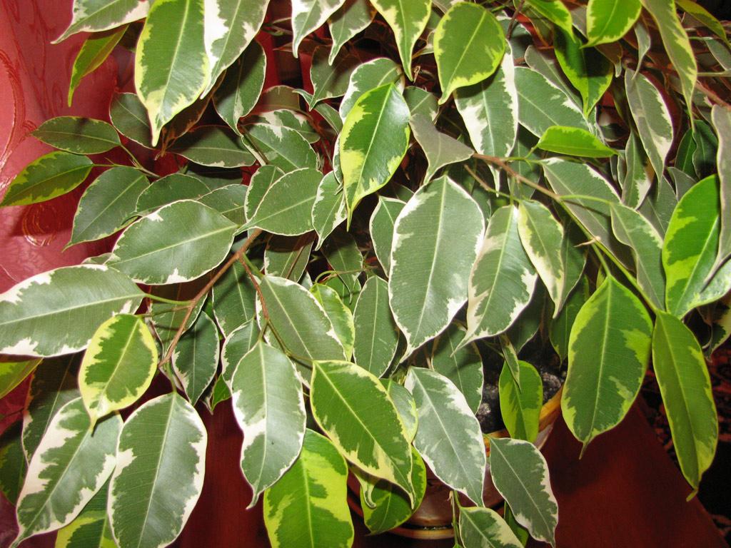 Ficus Benjamina - View 4 from www redcrocus com