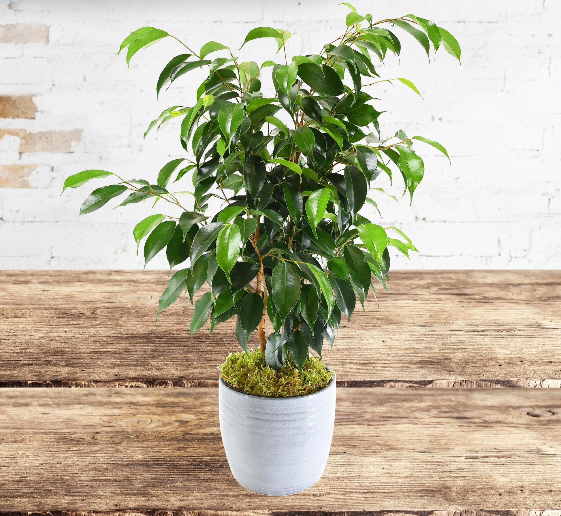 Ficus Benjamina - View 6 from www redcrocus com