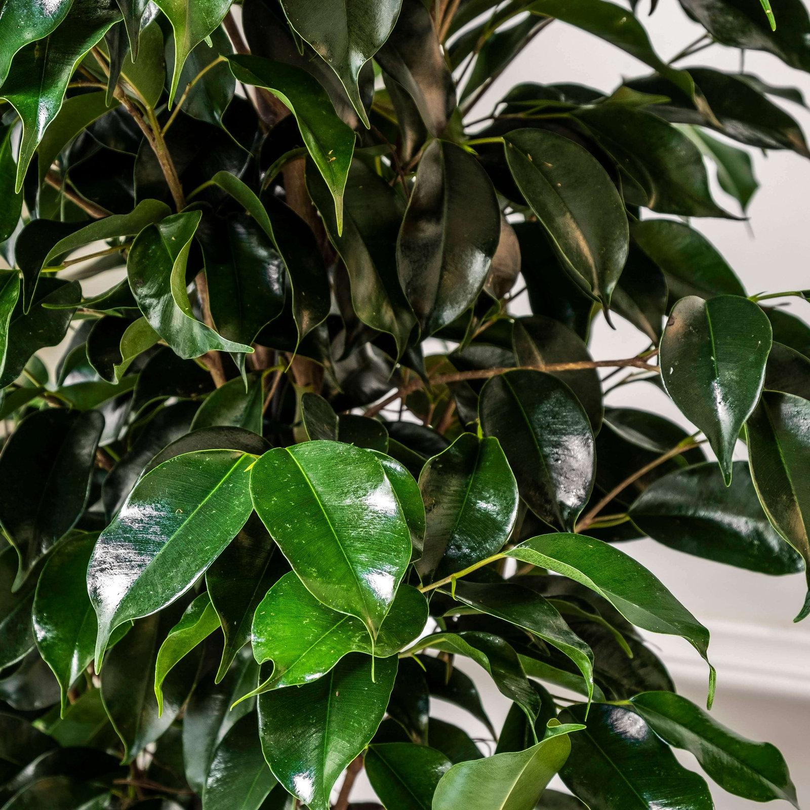 Ficus Benjamina - View 7 from www redcrocus com