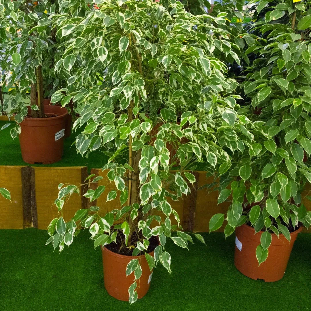 Ficus Benjamina - View 7 from www redcrocus com