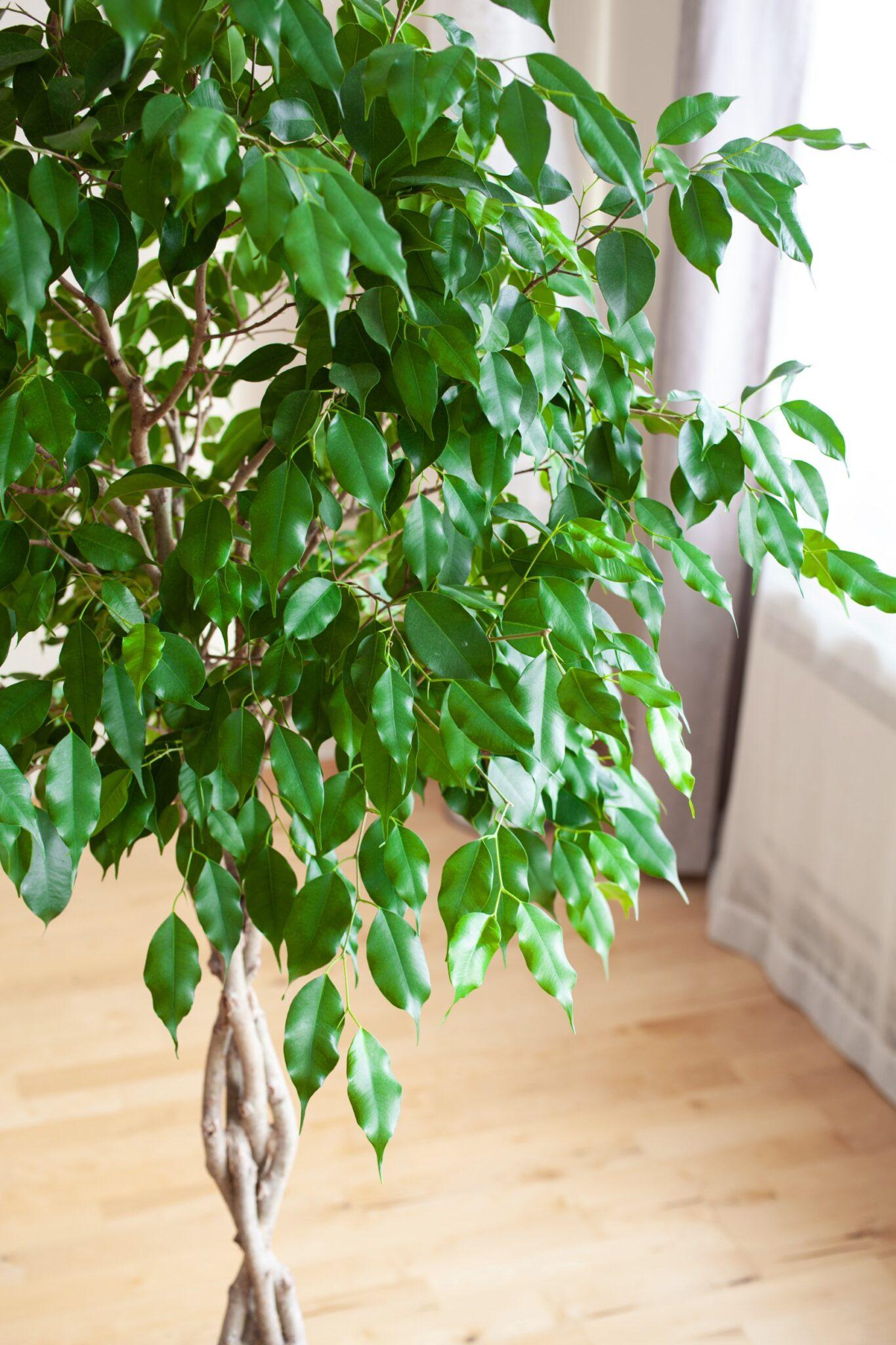 Ficus Benjamina - View 8 from www redcrocus com