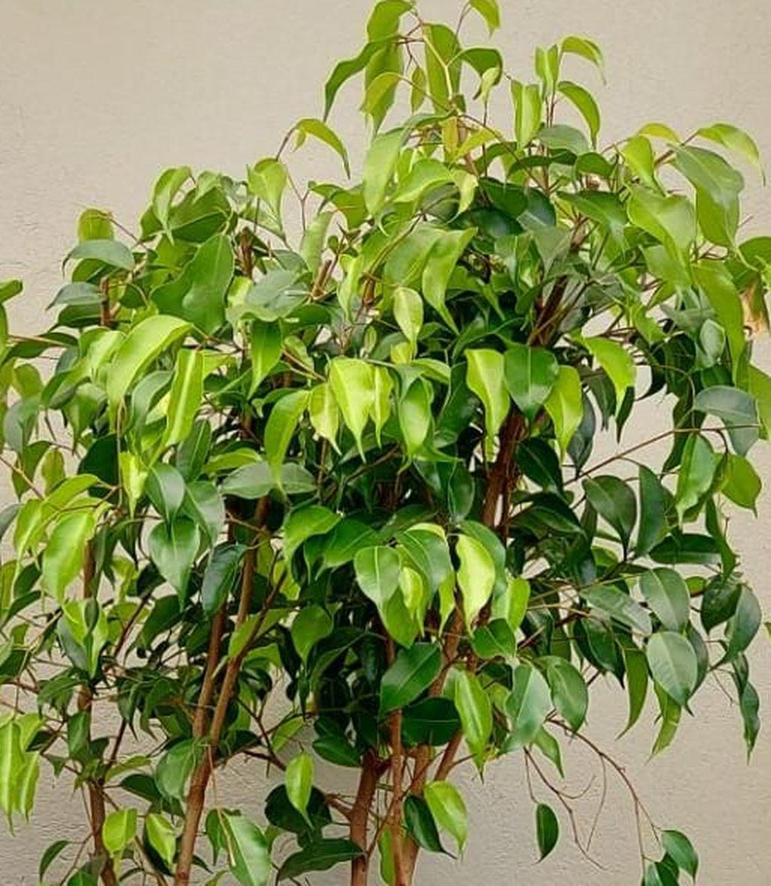 Ficus Benjamina - View 9 from www redcrocus com