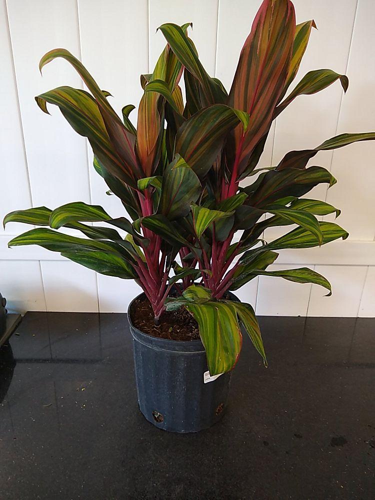 Cordyline Fruticosa Harlequin - View 10 from www redcrocus com