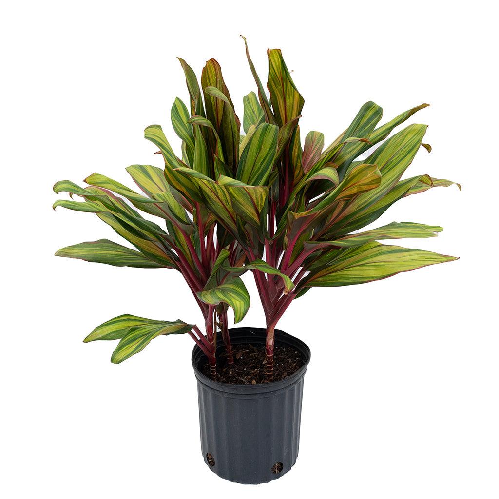 Cordyline Fruticosa Harlequin - View 11 from www redcrocus com