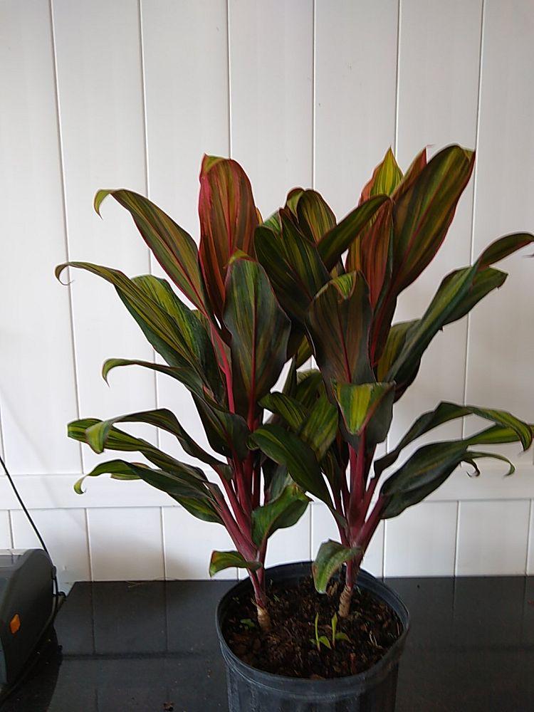 Cordyline Fruticosa Harlequin - View 12 from www redcrocus com