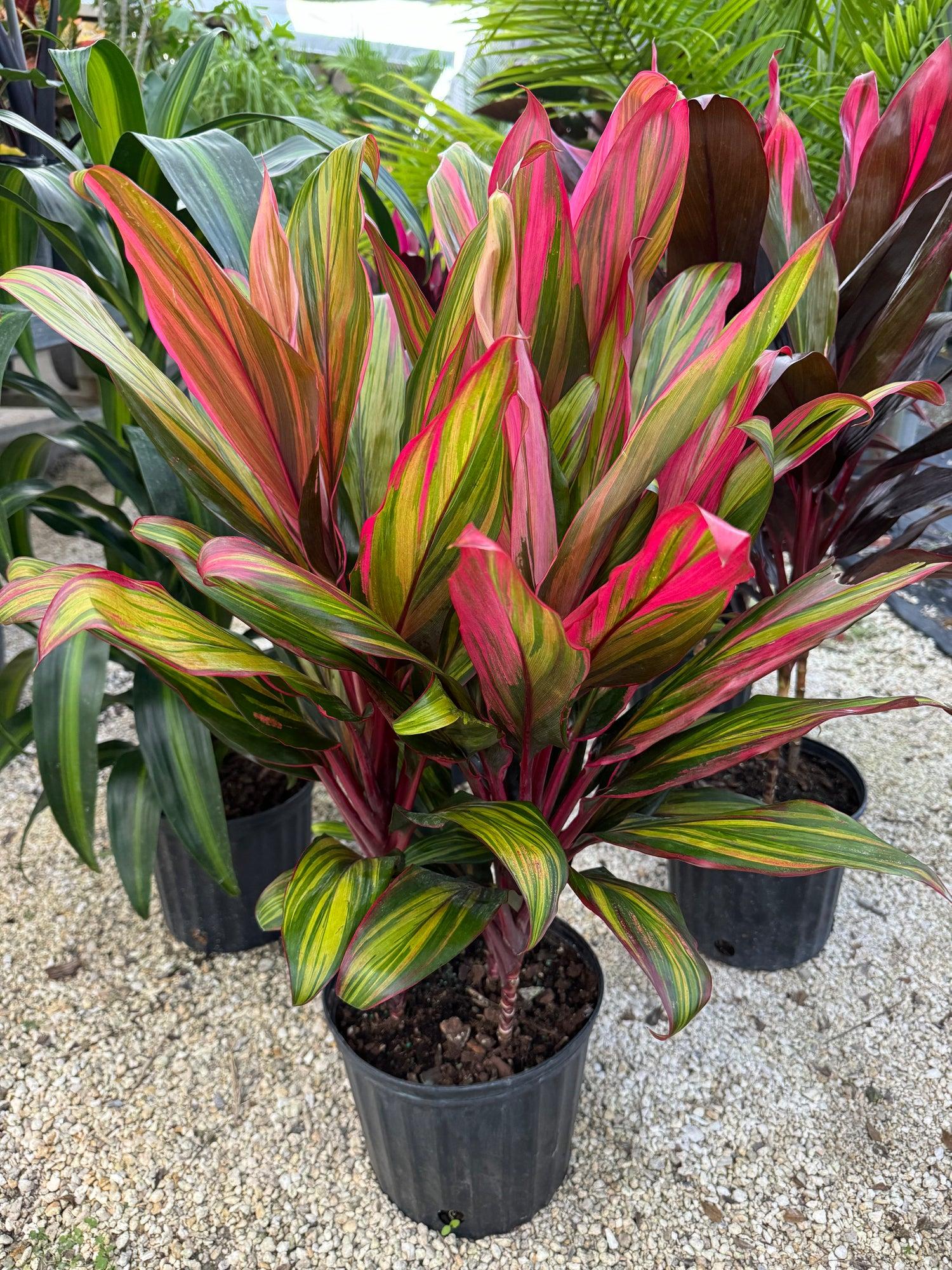 Cordyline Fruticosa Harlequin - View 13 from www redcrocus com