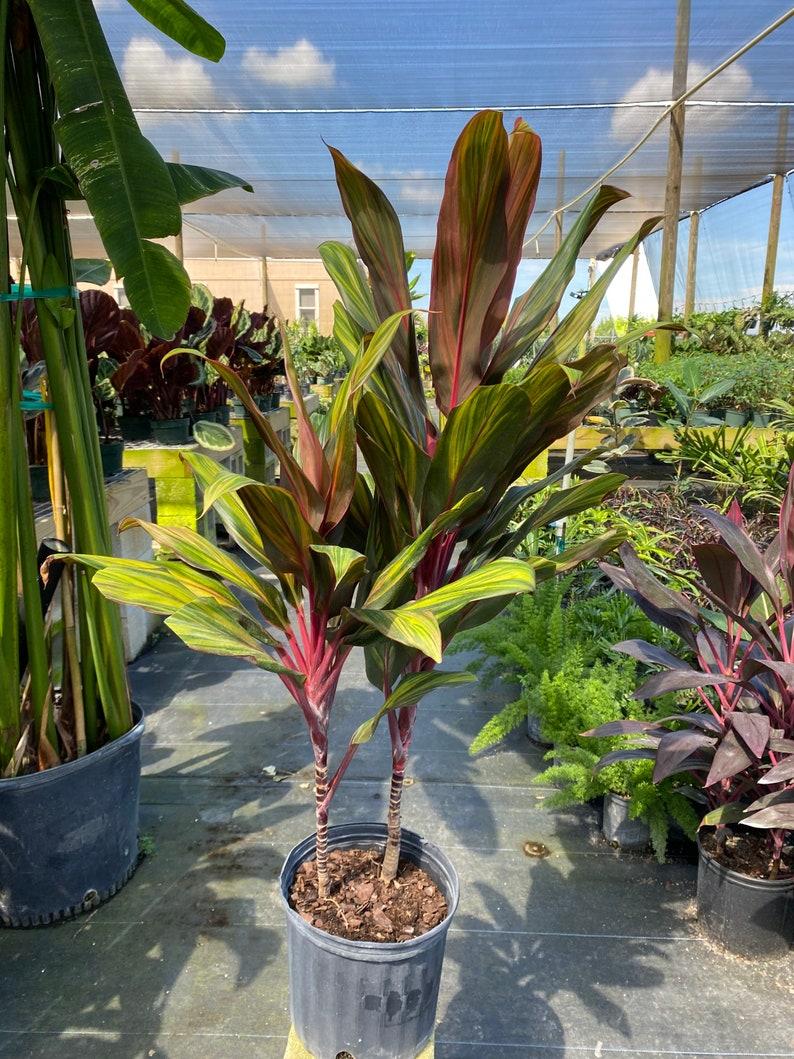 Cordyline Fruticosa Harlequin - View 17 from www redcrocus com