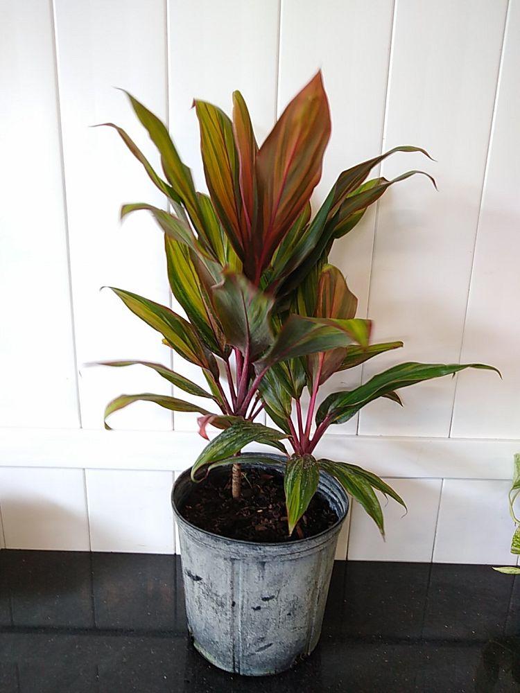 Cordyline Fruticosa Harlequin - View 18 from www redcrocus com