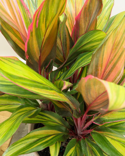 Cordyline Fruticosa Harlequin - View 1 from www redcrocus com
