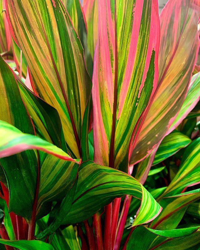 Cordyline Fruticosa Harlequin - View 2 from www redcrocus com