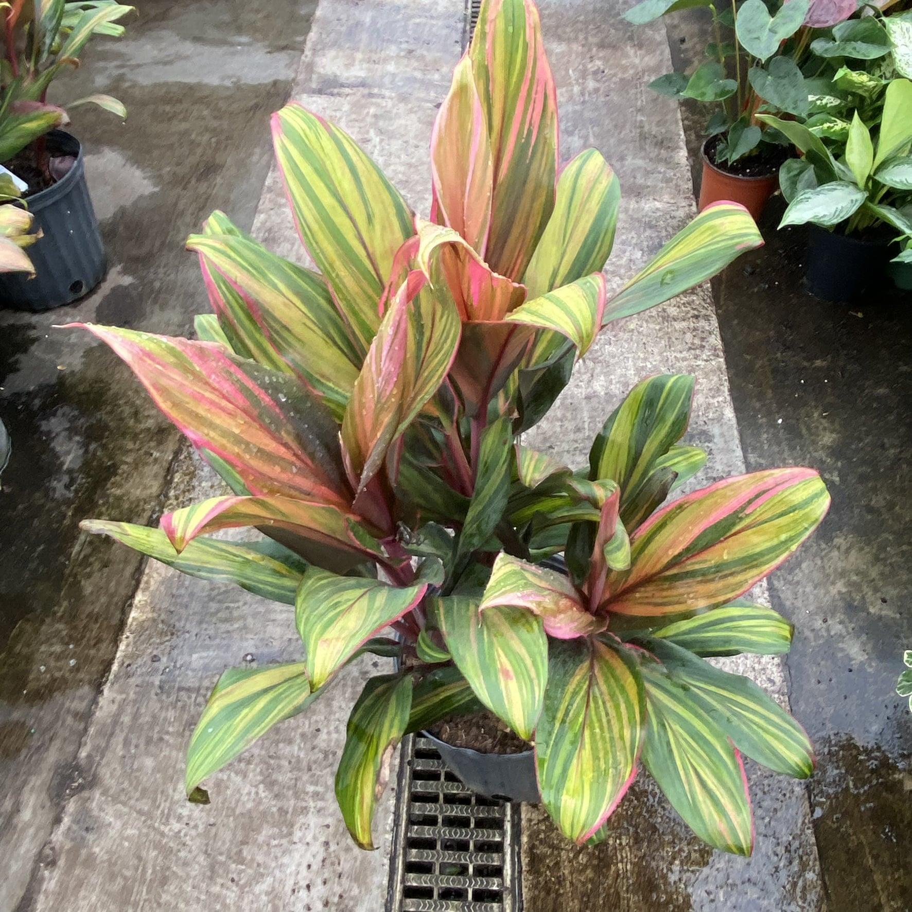 Cordyline Fruticosa Harlequin - View 5 from www redcrocus com