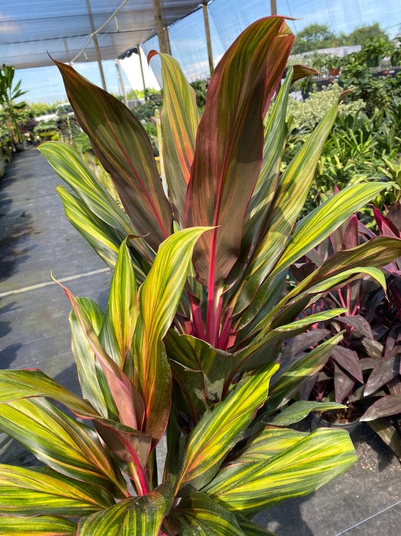 Cordyline Fruticosa Harlequin - View 6 from www redcrocus com