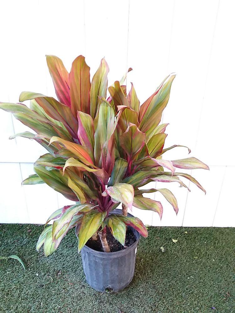 Cordyline Fruticosa Harlequin - View 9 from www redcrocus com