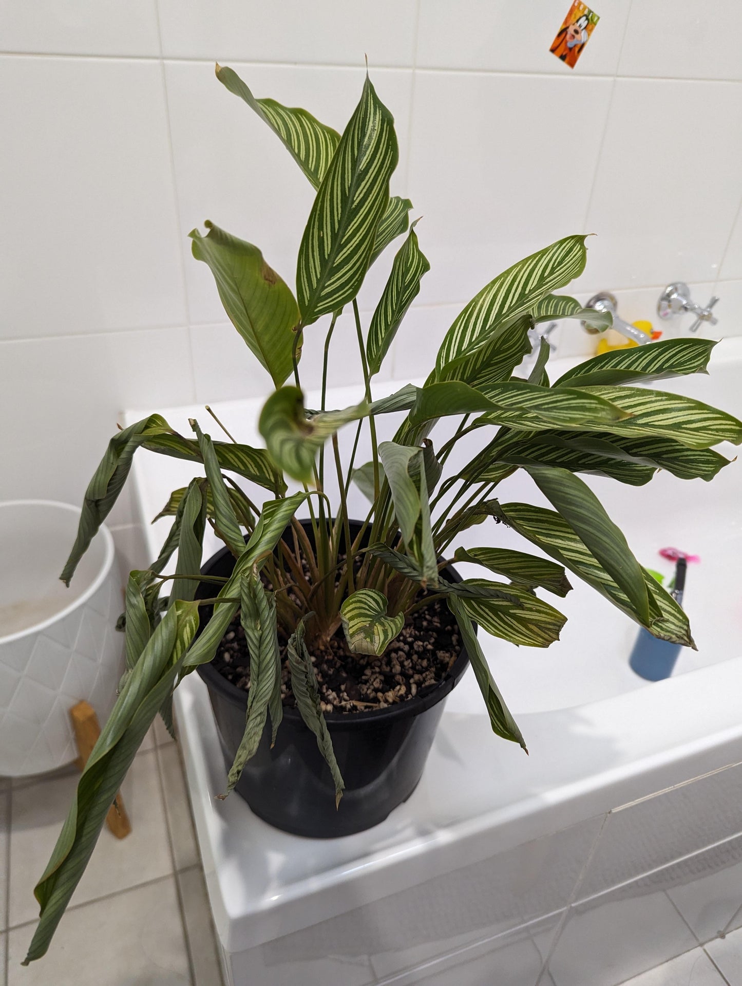 Calathea 'vittata' - View 12 from www redcrocus com