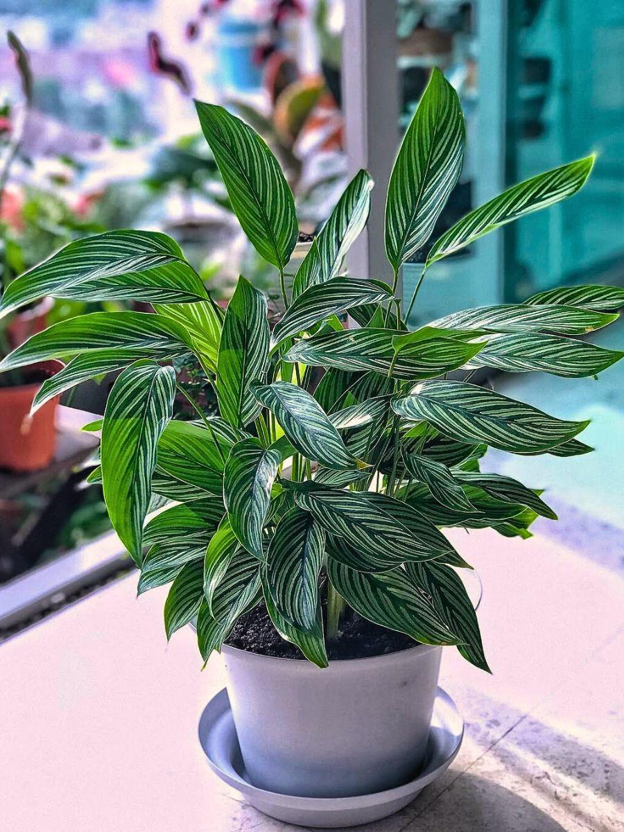 Calathea 'vittata' - View 13 from www redcrocus com