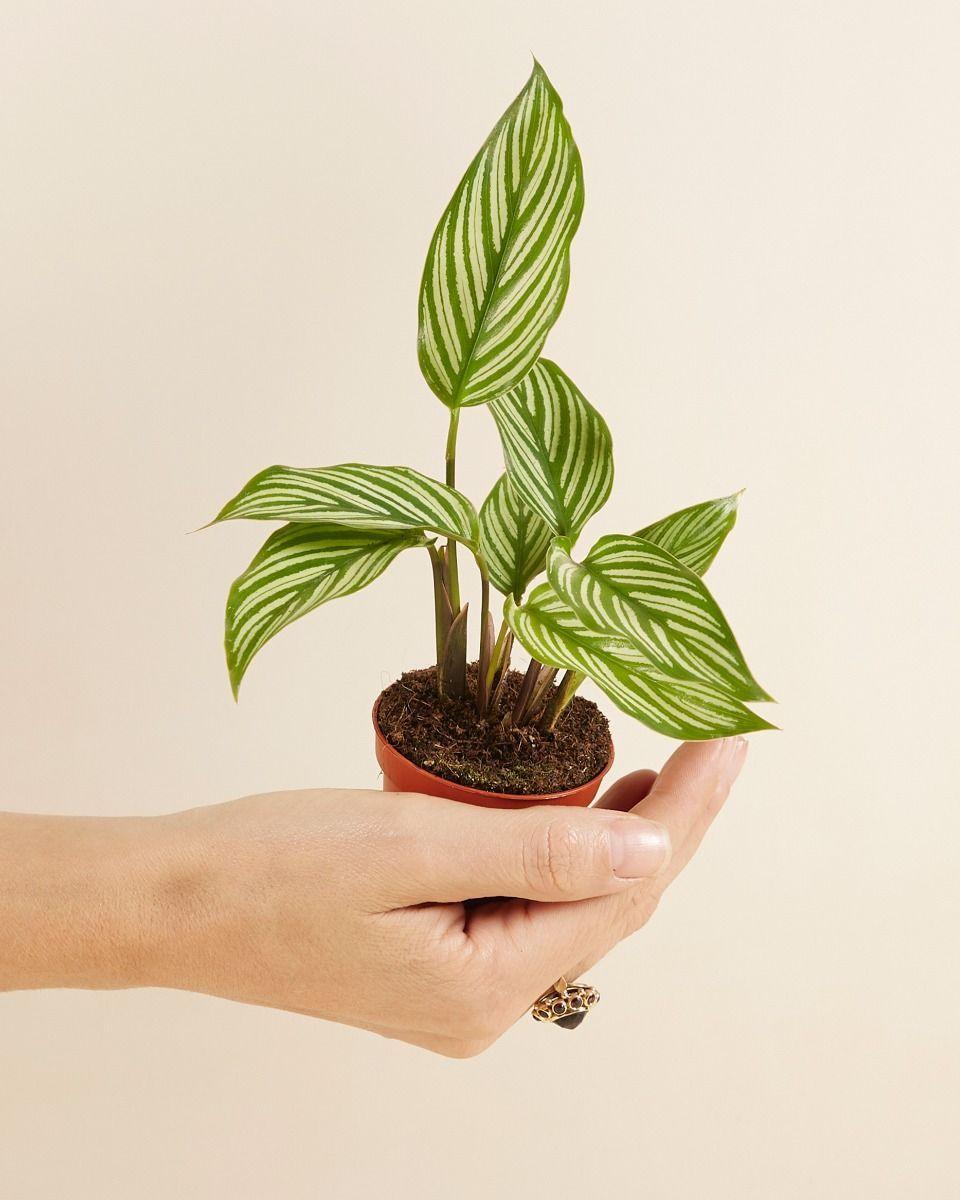 Calathea 'vittata' - View 14 from www redcrocus com