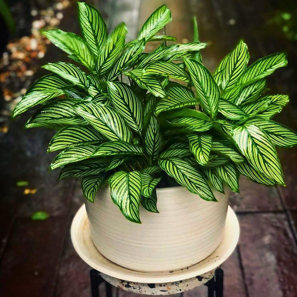 Calathea 'vittata' - View 16 from www redcrocus com